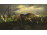 Ismeretlen festő: Bikák harca 140.5 x 80 cm