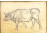 Lőschinger Hugó : Bika - ceruzarajz 29.5 x 19.5 cm